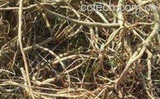 小罗伞根的功效与作用-0