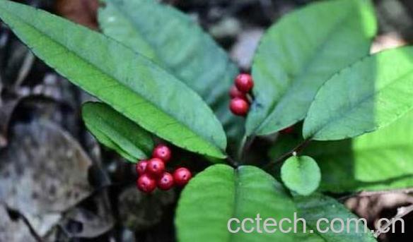 大罗伞与小罗伞的区别-0