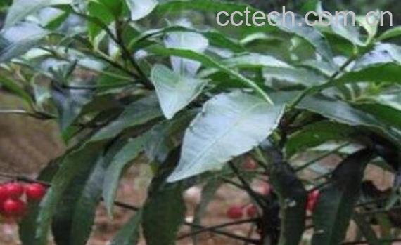 大罗伞与小罗伞的区别-1