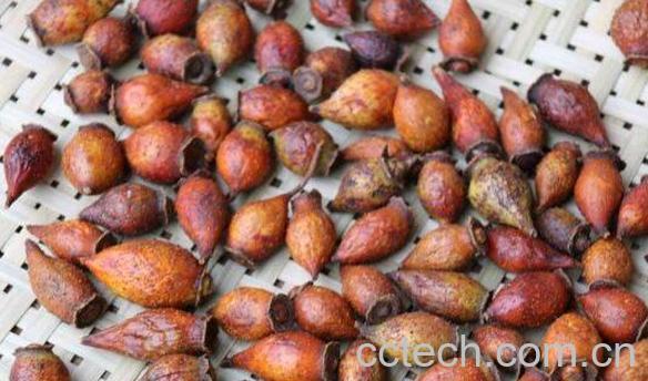 金樱子和什么泡酒最佳 金樱子泡酒最佳配方大全-1