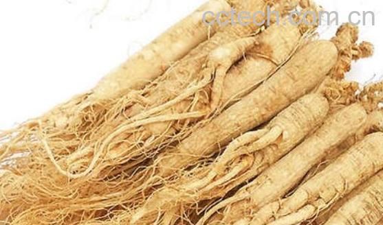 朝鲜白参的功效与作用-0