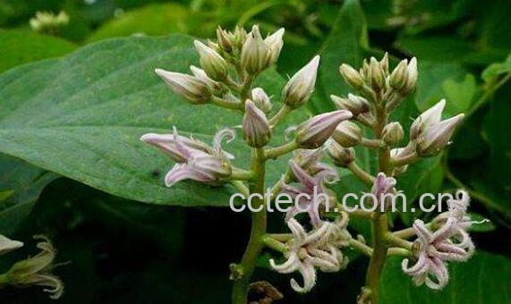 萝的药用价值 萝的使用禁忌-0