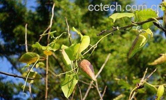 萝的药用价值 萝的使用禁忌-1