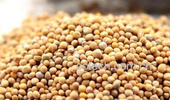 白芥子的功效与作用 白芥子的副作用与禁忌-0