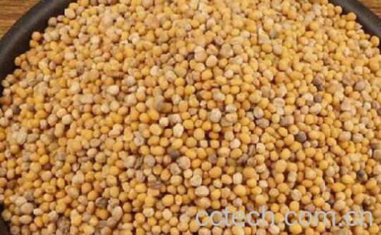 白芥子的功效与作用 白芥子的副作用与禁忌-1