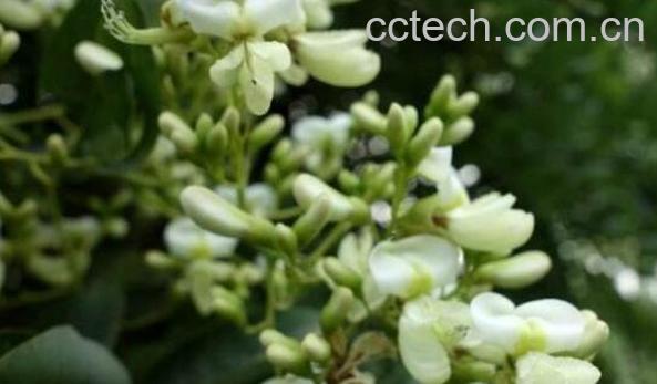 小槐花的功效与作用及禁忌-0