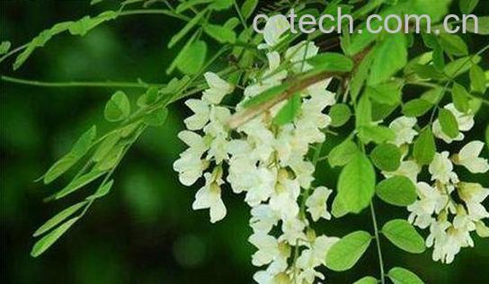 小槐花的功效与作用及禁忌-1