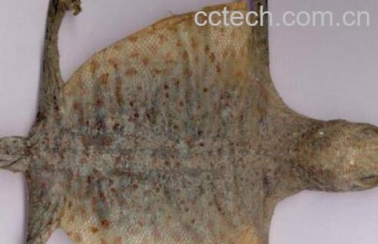 蛤蚧油的功效与作用及禁忌-1