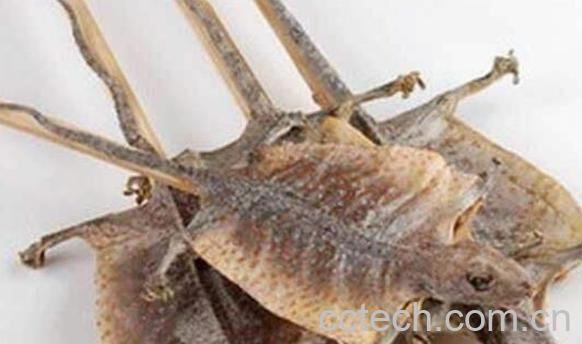 蛤蚧油的功效与作用及禁忌-0