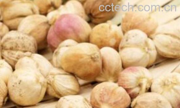 寇仁的功效与作用及药用价值-1