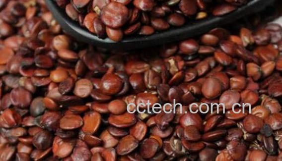 炙酸枣仁和生枣仁功效有什么区别 酸枣仁的功效与作用-1