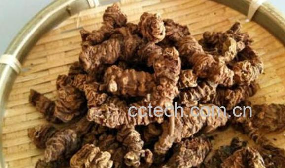 马蹄香根的功效与作用及副作用-0