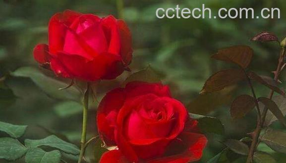 月季花籽的药用价值与禁忌-1