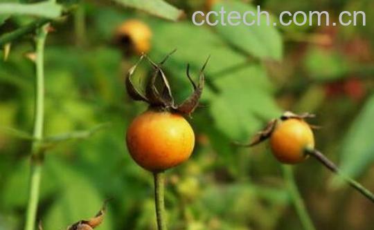 月季花籽的药用价值与禁忌-0