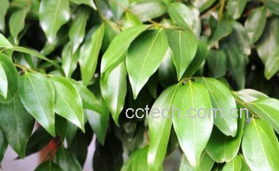 月桂叶的功效与作用及药用价值-0