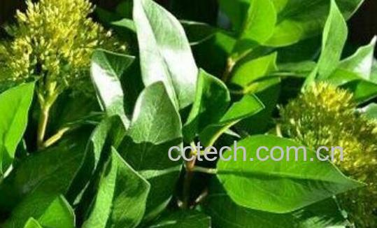 月桂叶的功效与作用及药用价值-1