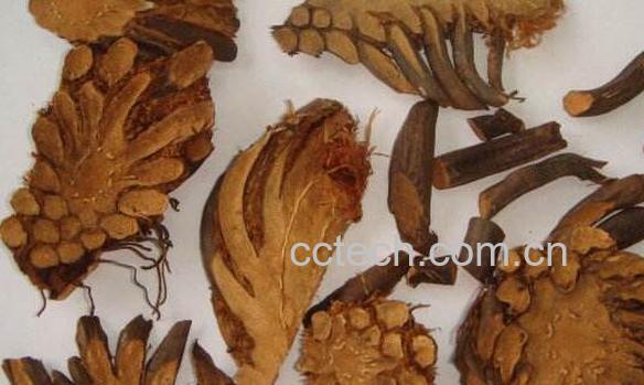 绵马贯众的功效与作用及副作用-0