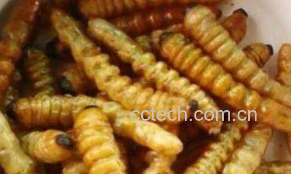 斗米虫的功效与作用 斗米虫的副作用与禁忌-1