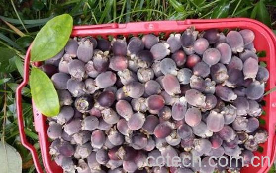 岗稔泡酒的功效与作用-0