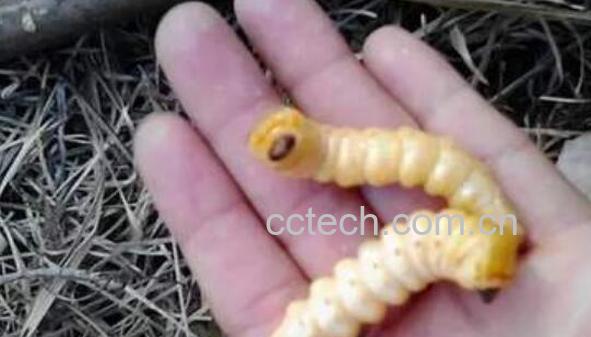 斗米虫的功效与作用 斗米虫的副作用与禁忌-0