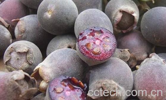 岗念泡酒的功效与作用-0