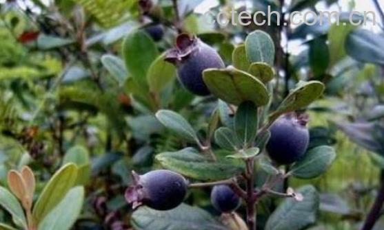 岗稔泡酒的功效与作用-1