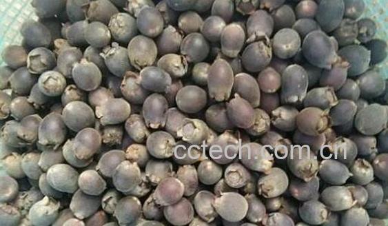 地念泡酒的功效和作用-0