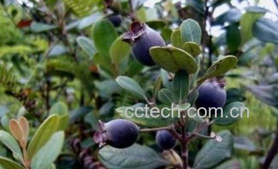 岗念泡酒的功效与作用-1