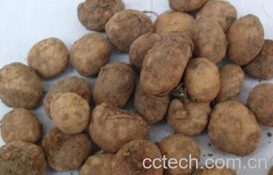 天南星的副作用与禁忌-0