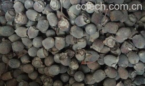 地念泡酒的功效和作用-1