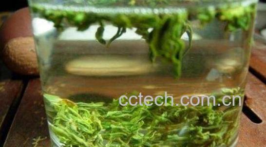 松萝泡水喝的功效与作用-1