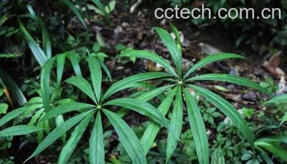 天南星的副作用与禁忌-1