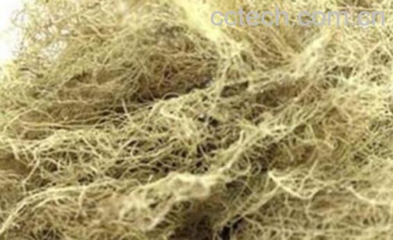 云雾草的功效与作用及副作用-1