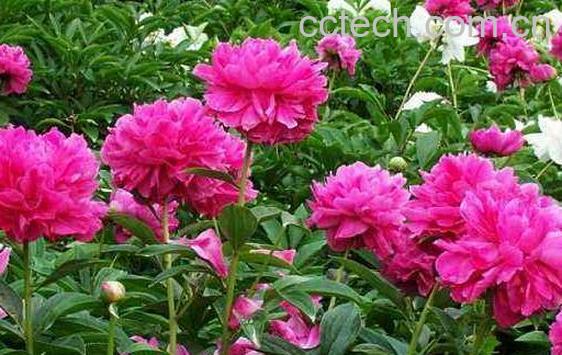 川芍药的功效与作用及副作用-0