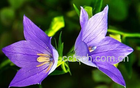 桔梗花的功效与作用 桔梗花的禁忌-0