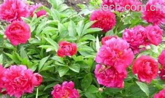 川芍药的功效与作用及副作用-1