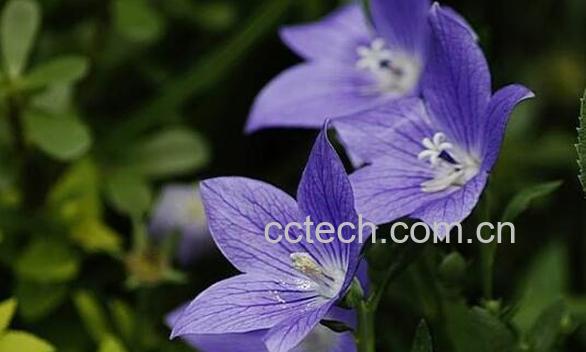 桔梗花的功效与作用 桔梗花的禁忌-1