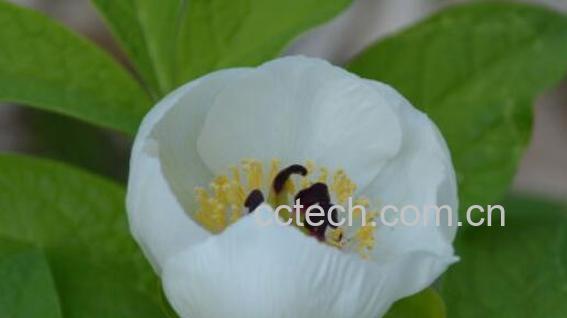 草芍药的功效与作用 草芍药的鉴别方法-0