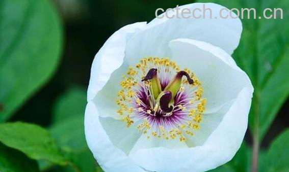 草芍药的功效与作用 草芍药的鉴别方法-1