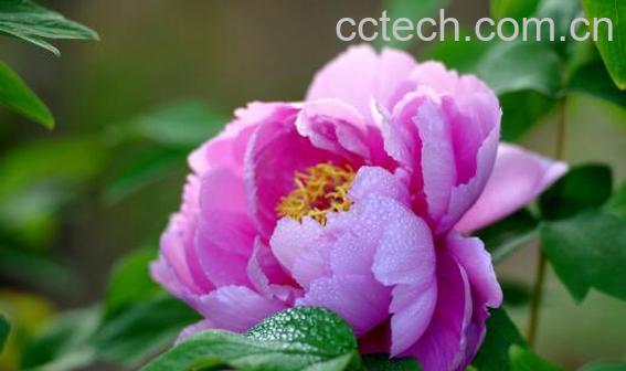 木芍药的功效与作用及药用价值-1