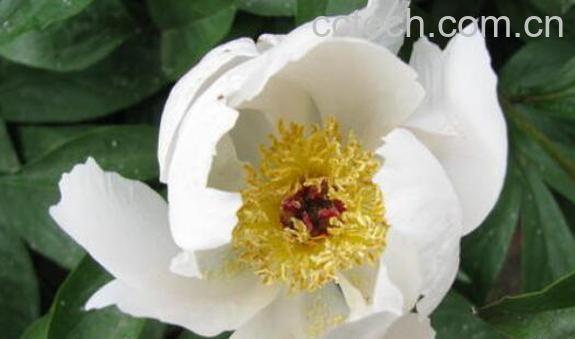 山芍药的功效与作用及药用价值-1