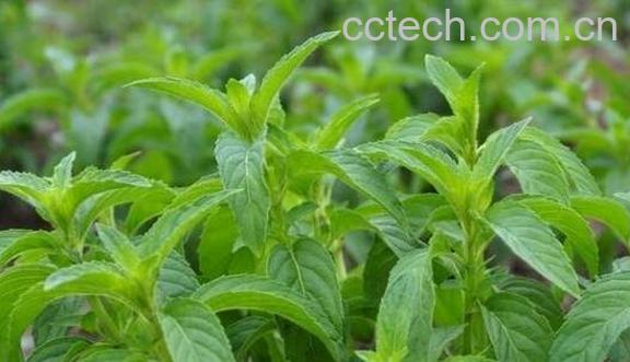 香草煮水的功效与禁忌-0