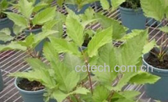 香草煮水的功效与禁忌-1