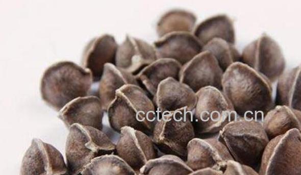 辣木籽怎么吃是正确的 辣木籽的正确食用方法-0