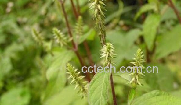 草牛膝的功效与作用及副作用-1