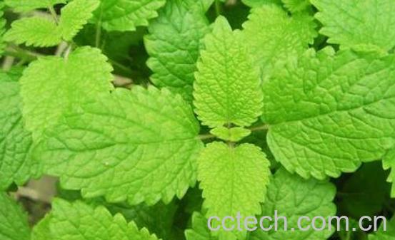 香蜂草的功效及作用-1