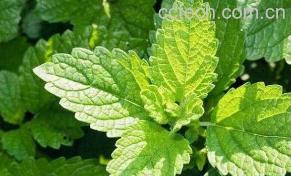 香蜂草的功效及作用-0