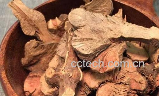 金荞麦的功效与作用及禁忌-0