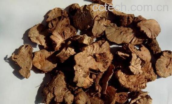 金荞麦的功效与作用及禁忌-1