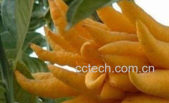 佛手和郁金的区别 佛手的功效与作用-0